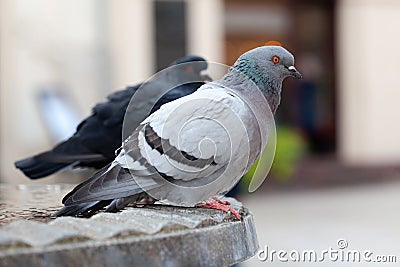 Two feral pigeons, common grey city dove, pair of birds up close, columba livia domestica species, simple closeup, detail Stock Photo