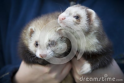 Two Ferrets Stock Photo