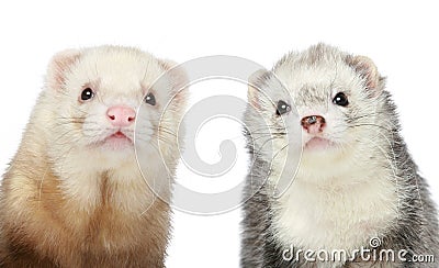 Two Ferrets. Close-up portrait Stock Photo