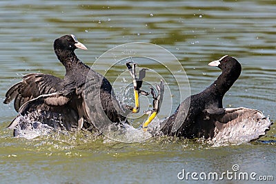 Two fighting black coot birds with water drops Stock Photo