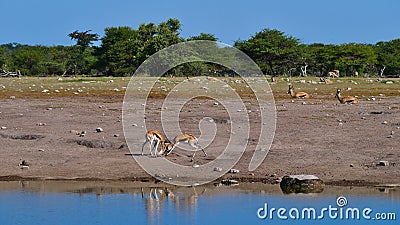 Two fighting black-faced impala antelopes dueling with their antlers at a waterhole in Etosha National Park, Namibia, Africa. Stock Photo