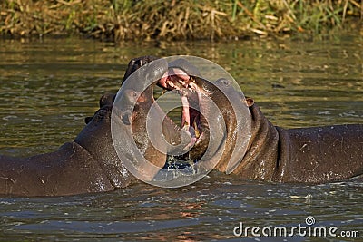 Two fighting hippos; Hippopotamus amphibius Stock Photo