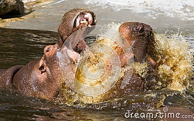 Two fighting hippos (Hippopotamus amphibius) Stock Photo