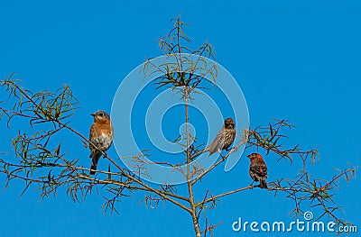 Two Finches and a Bluebird Stock Photo