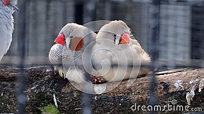 Two finches on a branch Stock Photo