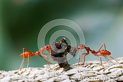 Two fire ants help transport food and soil to build a nest in nature, team work, true friend Stock Photo