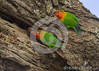 Two Fischer`s lovebird Agapornis fischeri Stock Photo