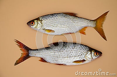 Two fish river roach on orange background cloceup. Concept of kitchen, food preparation, shop windows, market. Fishing concept, Stock Photo