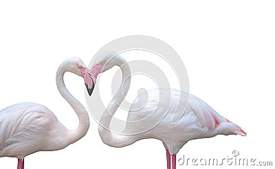 Two flamingo birds on white background combining their neck Stock Photo