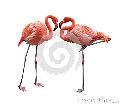 Two Flamingo Stock Photo