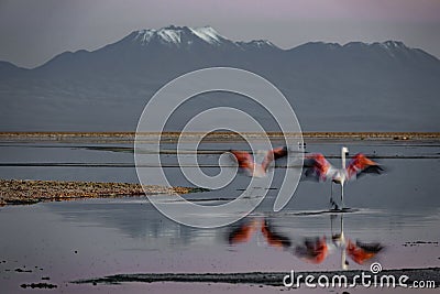 Two flamingoes start flying in Atacama salar Stock Photo
