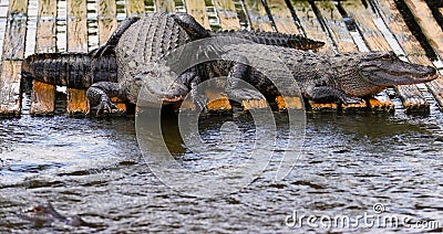 Two Florida Alligators Sunning On Dock Stock Photo