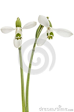Two flower of snowdrop isolated on white background Stock Photo
