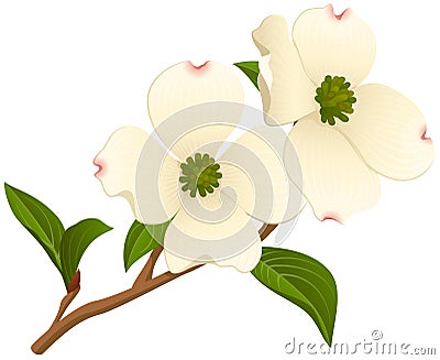 Two Flowers on a Dogwood Branch Vector Illustration