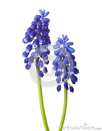 Two flowers of Muscari isolated on white background. Grape Hyacinth Stock Photo