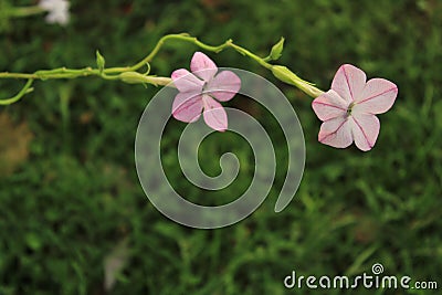Two flowers on a Nicotiana plant, also called Tobacco Flower, or Flowering Tobacco Stock Photo