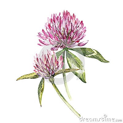 Two flowers of red clover with leaves. Watercolor botanical illustration isolated on white background. Happy Saint Cartoon Illustration