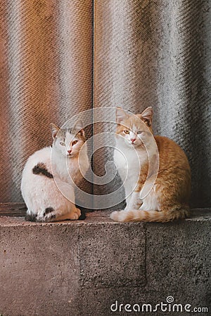 Two fluffy cats sit on a concrete block of a fence Stock Photo