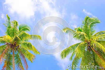 Two Fluffy Coconut Trees Blue Sky Background Travel Tourism Asia Copy space Stock Photo
