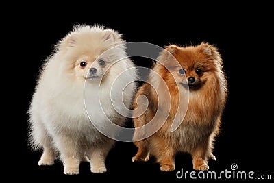 Two Fluffy Cute White and Red Pomeranian Spitz Dogs isolated Stock Photo