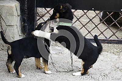 Two fluffy playful puppies. The funny puppies playing outdoor in the yard. Comic little dogs Stock Photo