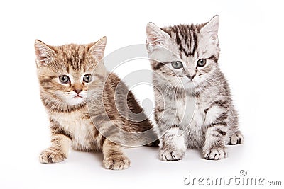 Two fluffy tabby kitty british cat Stock Photo