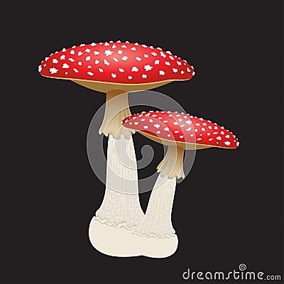 Two fly agaric mushrooms isolated on black background. Vector Illustration Stock Photo