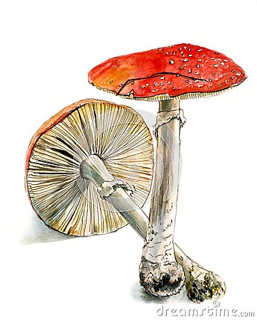 Two fly agaric, a poisonous mushroom, hand drawn watercolor sketch, Stock Photo