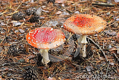 Two fly agaric poisonous mushrooms in autumn Stock Photo