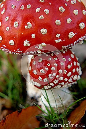 Two fly mushrooms in the autumn Stock Photo