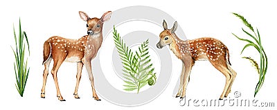 Two forest small deers. Beautiful fawn image. Forest and park wildlife animal set on white background. Watercolor bambi Cartoon Illustration