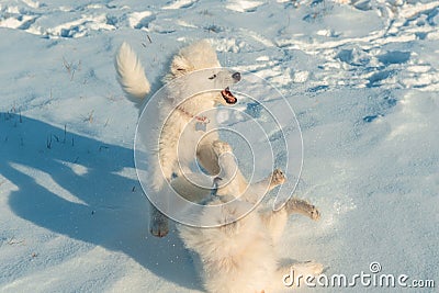 Two four month old samoyed puppies playing in the snow on frosty sunny day Stock Photo