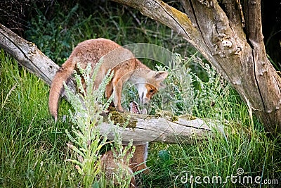 Two foxes playing around a tree Stock Photo