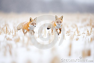 two foxes playing chase in a snowy field Stock Photo
