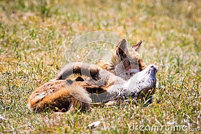 Two foxes playing in the grass Stock Photo