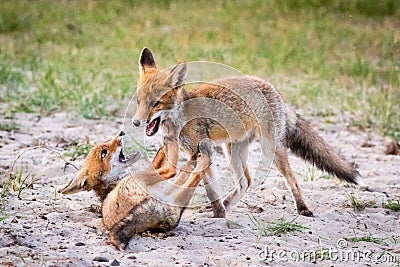 Two foxes playing in sand Stock Photo