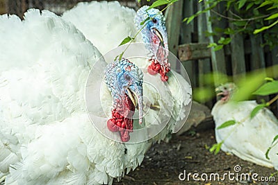 Two free range male turkesys. Strutting wild turkeys. Turkeys strutting and displaying their feathers Stock Photo