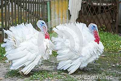 Two free range male turkesys. Strutting wild turkeys. Turkeys strutting and displaying their feathers Stock Photo