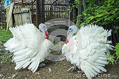 Two free range male turkesys. Strutting wild turkeys. Turkeys strutting and displaying their feathers Stock Photo