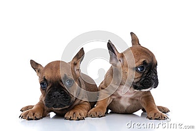 Two french bulldog dogs each minding their own business Stock Photo