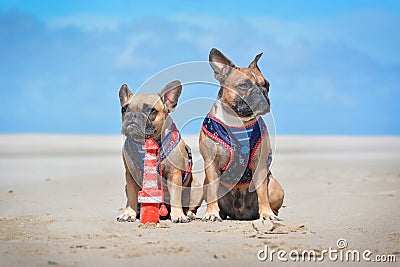 Two French Bulldog dogs on holidas sitting on beach in front of clear blue sky wearing matching maritime sailor harness Stock Photo
