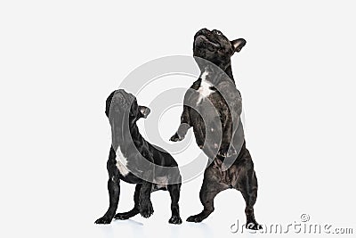 Two french bulldog dogs raising on their hind legs Stock Photo