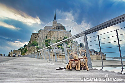 Two French Bulldog dogs sightseeing on vacation on bridge in front of famous French landmark `Le Mont-Saint-Michel` Editorial Stock Photo