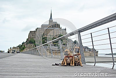 2 French Bulldog dogs sightseeing on vacation on bridge in front of famous French landmark `Le Mont-Saint-Michel` in background Editorial Stock Photo