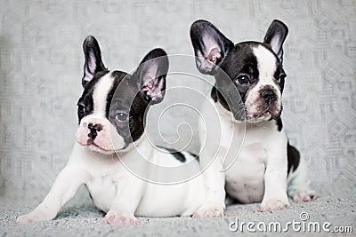 Two french bulldog puppies - twins Stock Photo