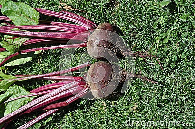 Two fresh beetroot bulbs vegetable on lawn with leaves Stock Photo