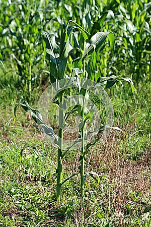 Two fresh green corn plants growing separated from large cornfield in background surrounded with uncut grass in local field Stock Photo