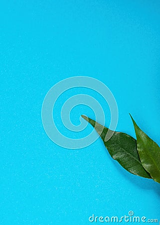 Two fresh green leaves on a blue background, advertising space Stock Photo