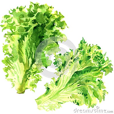 Two fresh green lettuce salad leaves isolated, watercolor illustration on white Cartoon Illustration