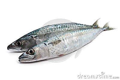 Two fresh mackerel Stock Photo